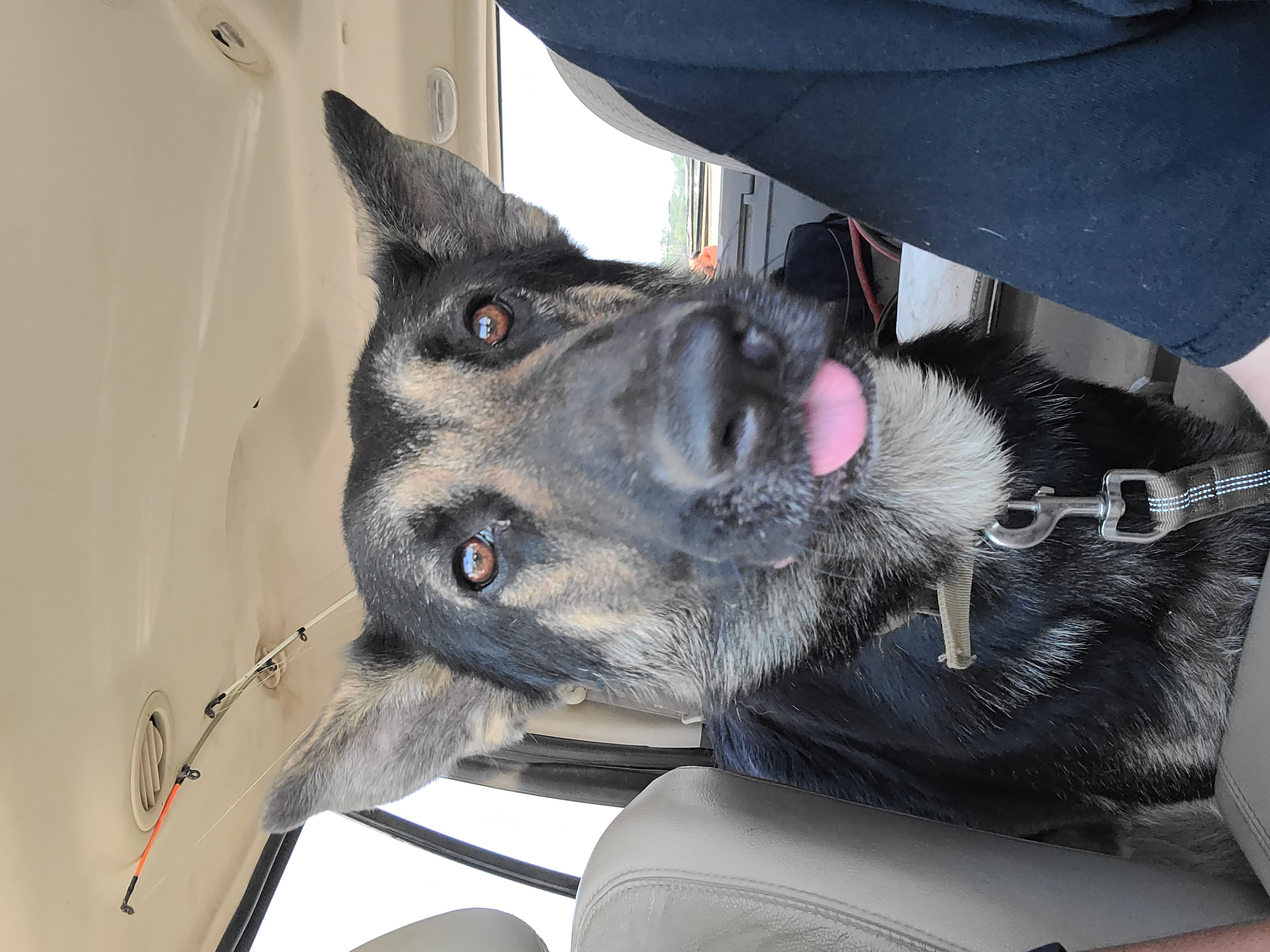 User's pet: Ronan The Accuser