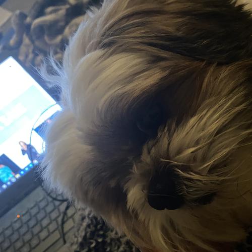 User's pet: Mason *Stolen*