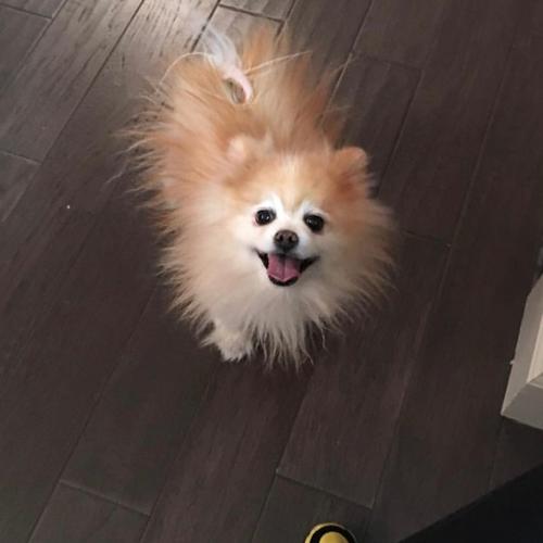 User's pet: Stolen
