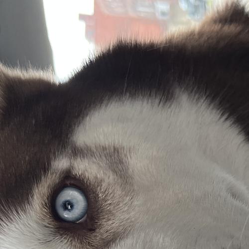 User's pet: Beau