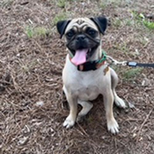 User's pet: Mila Meadows