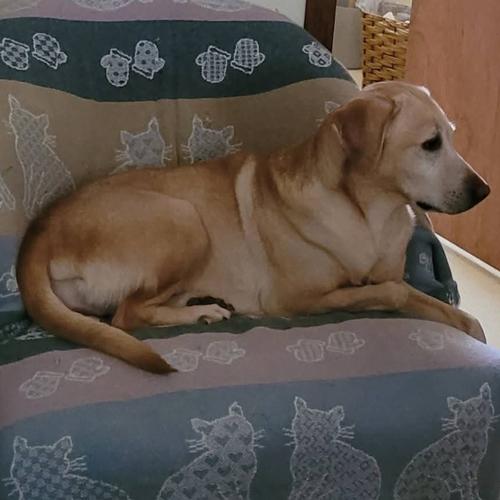 User's pet: Aelia