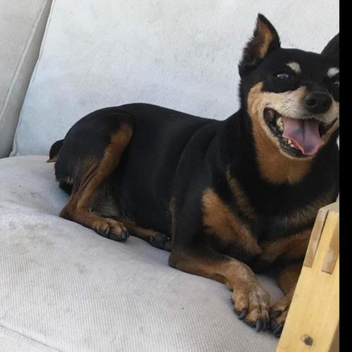 User's pet: Chiquita