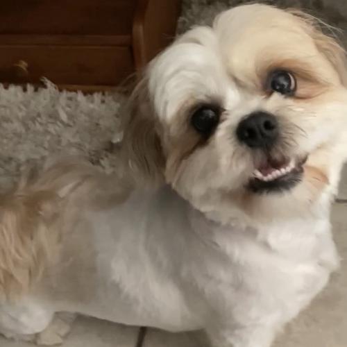 User's pet: Tedde