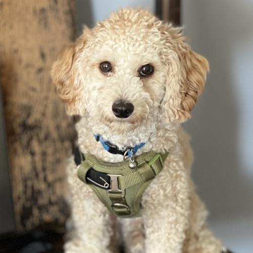 User's pet: Bruno Bordens