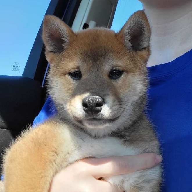 User's pet: Fox (Stolen)