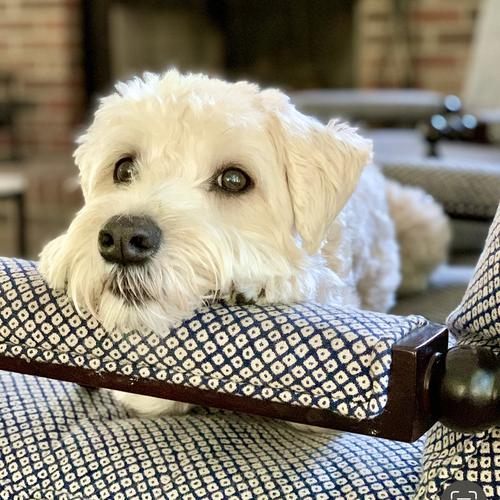 User's pet: Scout