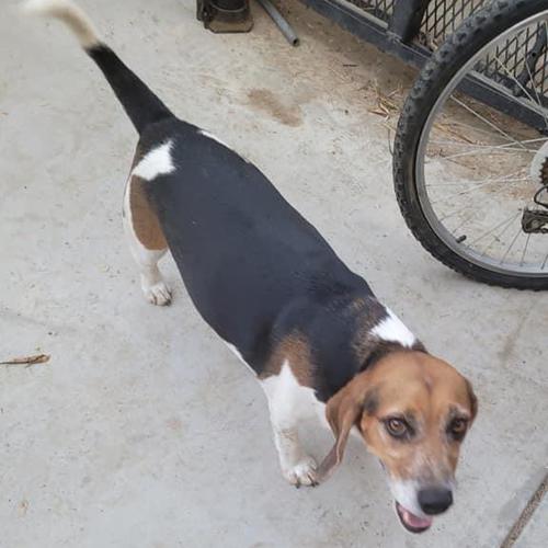 User's pet: Duke