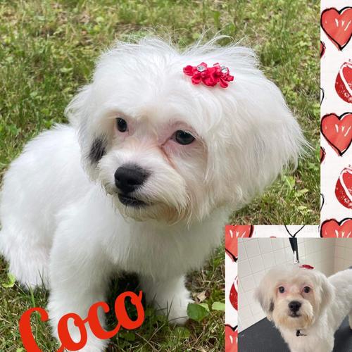 User's pet: Coco Byrd