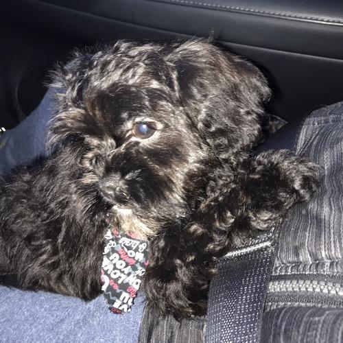 User's pet: Ace Jones