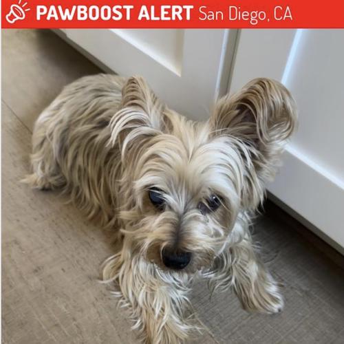 User's pet: Milo
