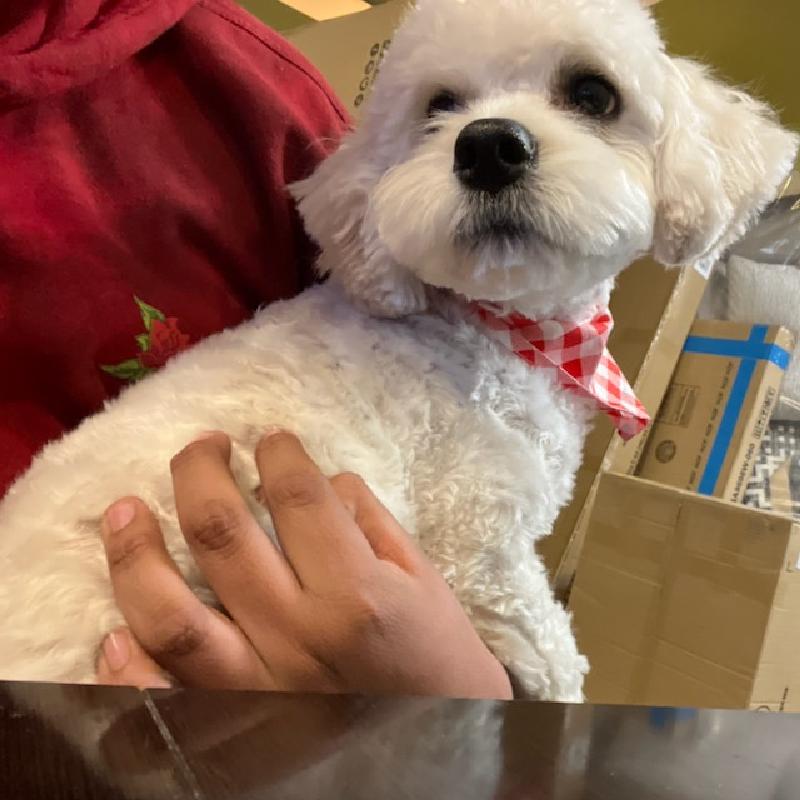 User's pet: Luca