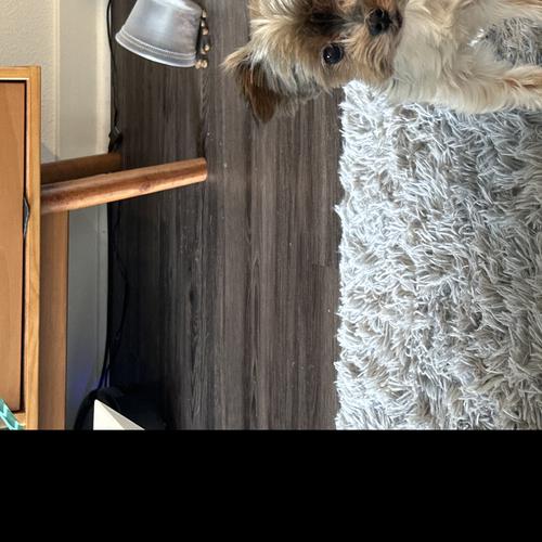 User's pet: Shorty Kang