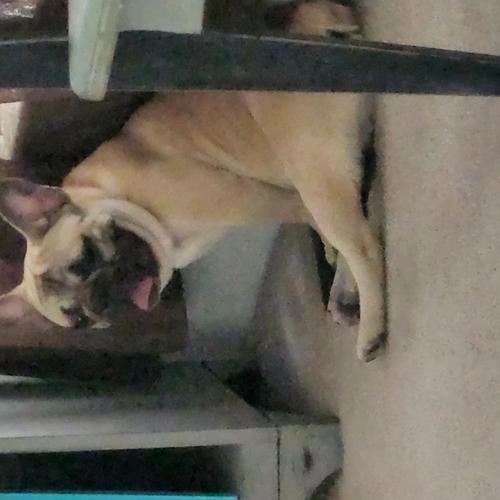 User's pet: Frankie