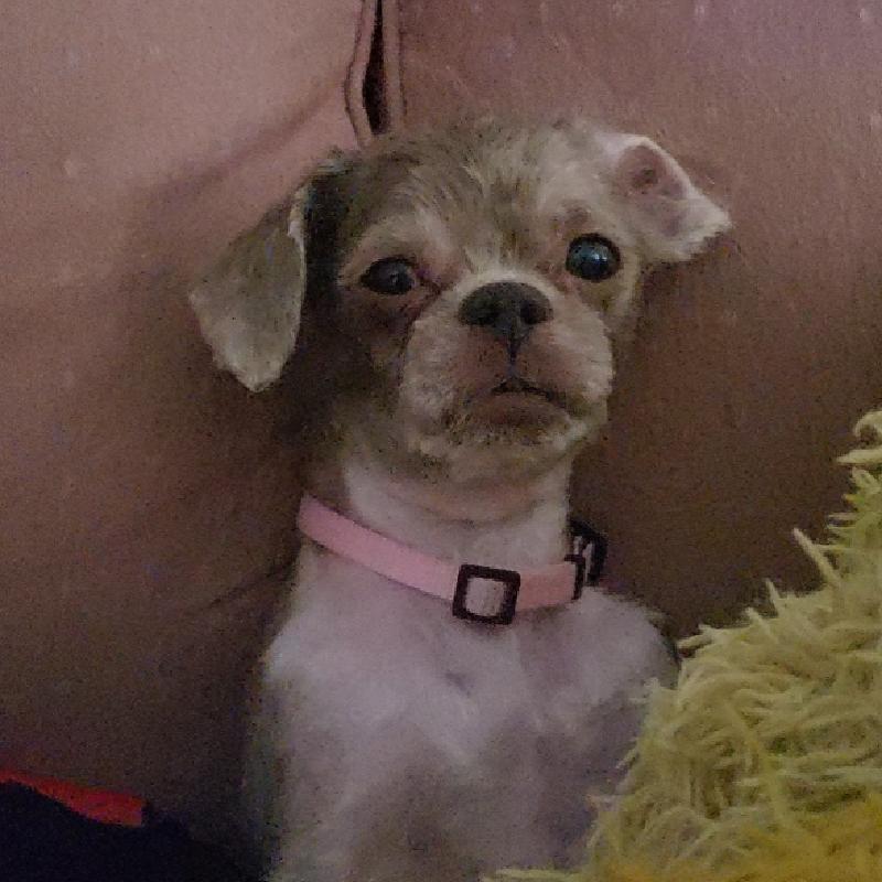 User's pet: Puddles