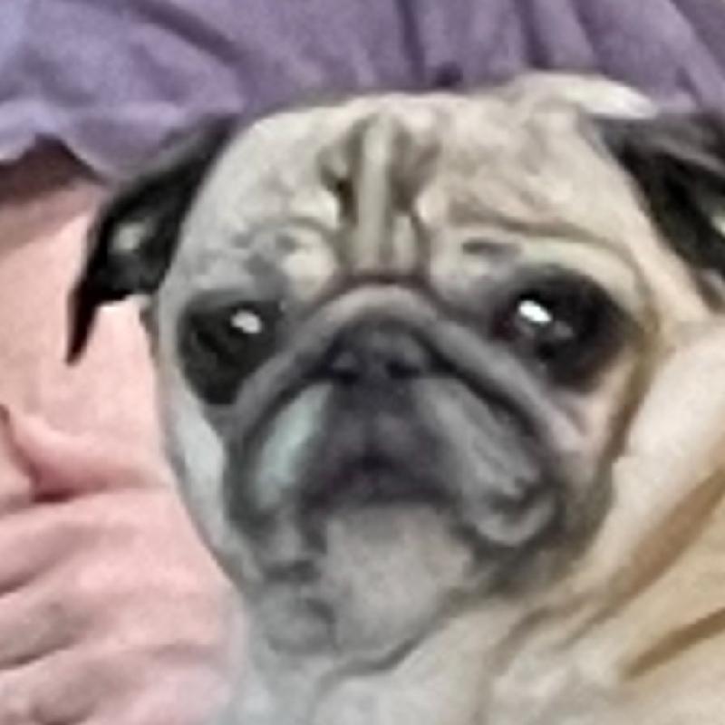 User's pet: Lola