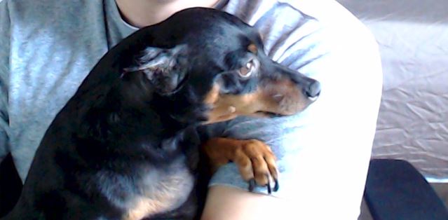 User's pet: Max