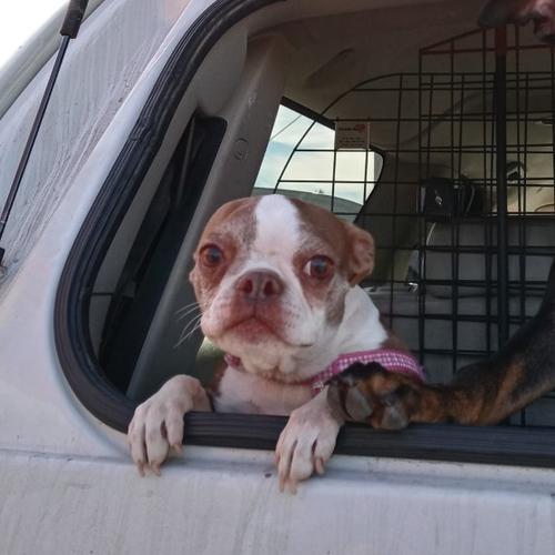 User's pet: Belle