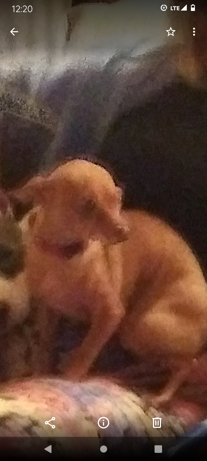 User's pet: Gizmo