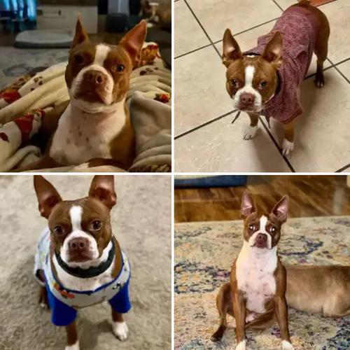 User's pet: Sullivan "Sully" Battle