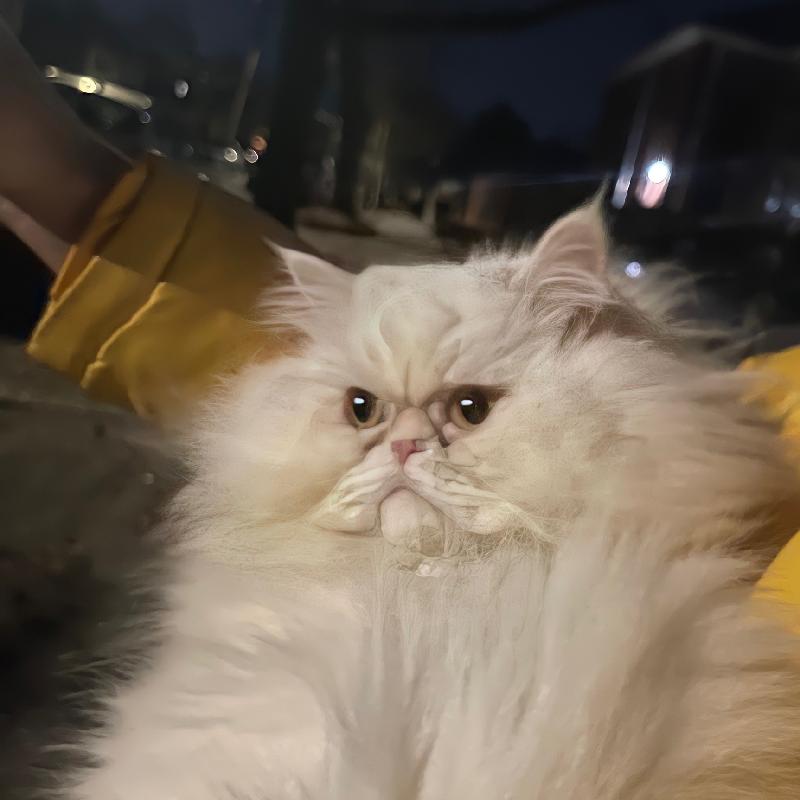 User's pet: Pelusa