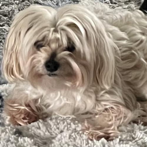 User's pet: Lucia