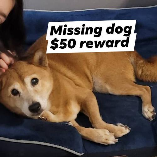 User's pet: Kianna*Missing*