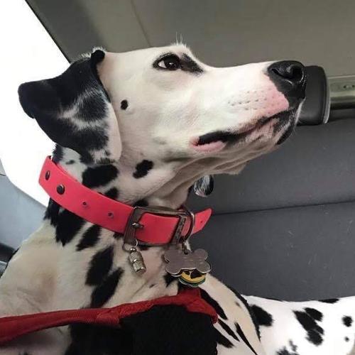 User's pet: Sophie