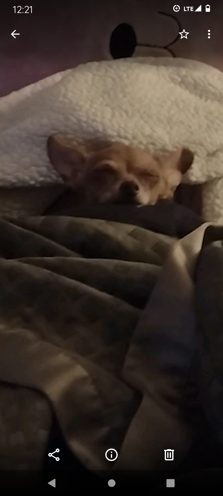User's pet: Gizmo
