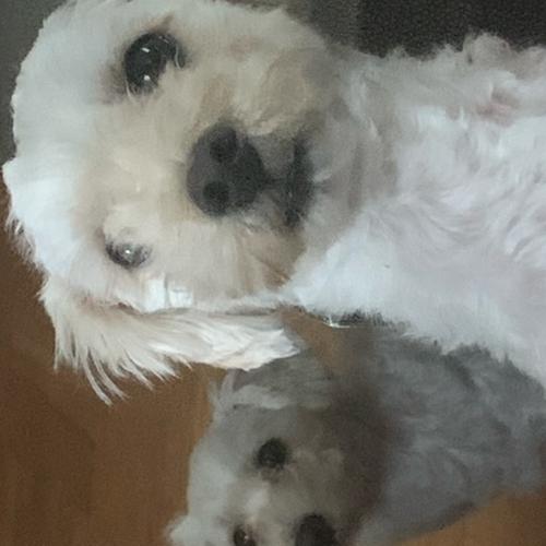 User's pet: Quincy