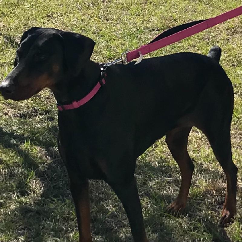 User's pet: Natalie
