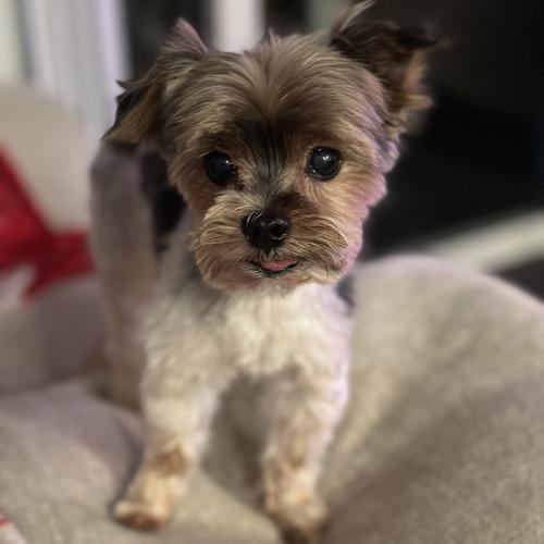 User's pet: Shorty Kang