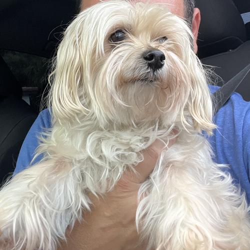 User's pet: Lucia