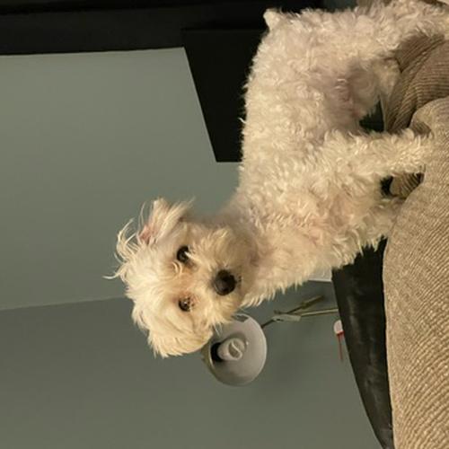 User's pet: Quenton