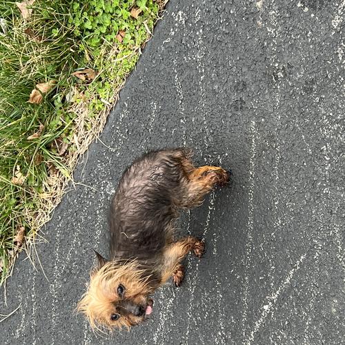 User's pet: Paisley