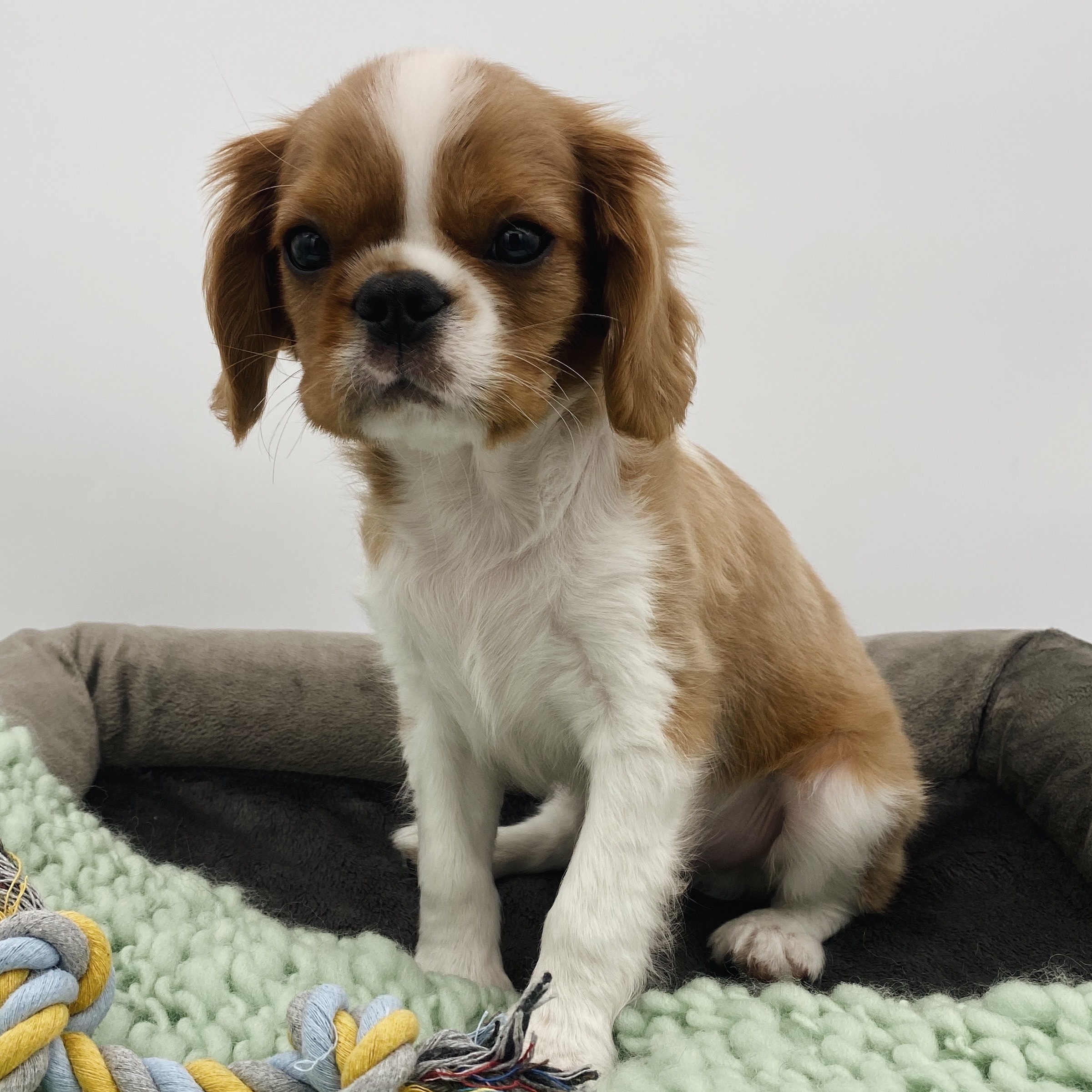 User's pet: Blue