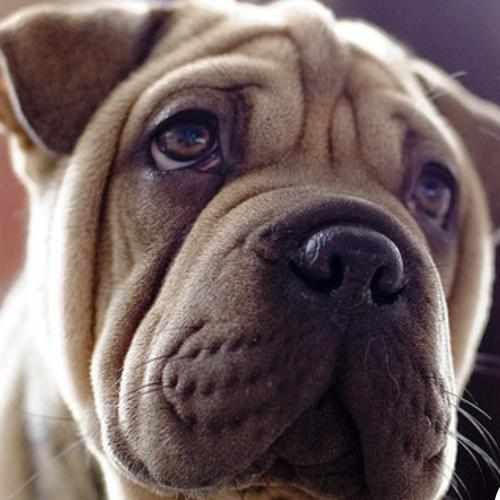 User's pet: Jj **Lost Pet**