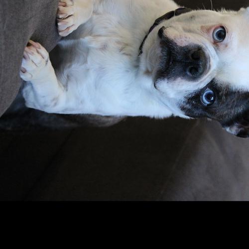 User's pet: Harley