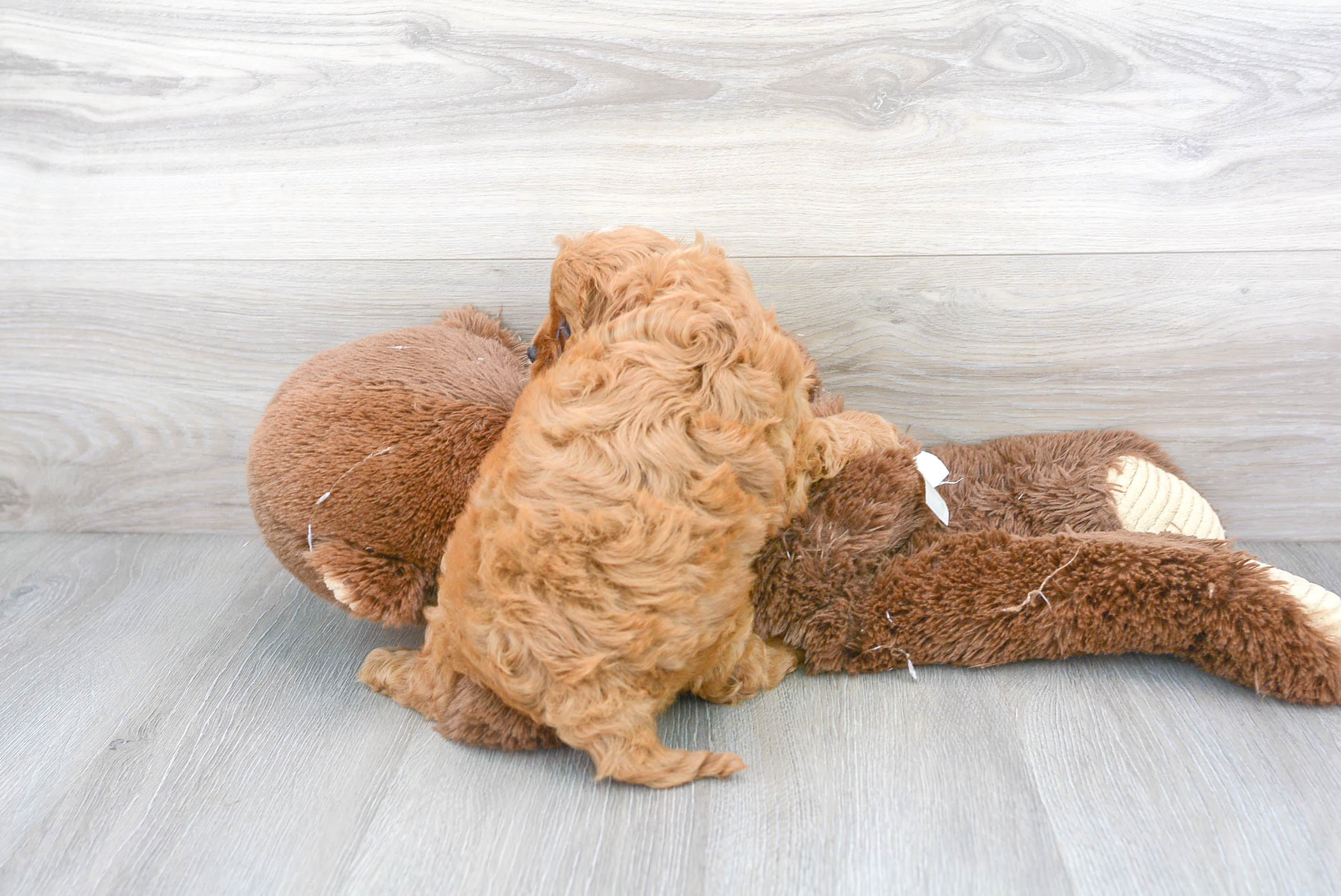 User's pet: Lucy