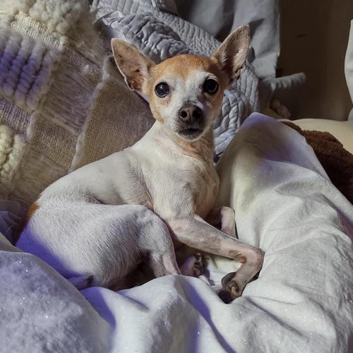 User's pet: Isis Harper