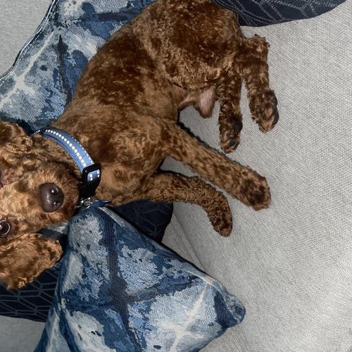 User's pet: Niko