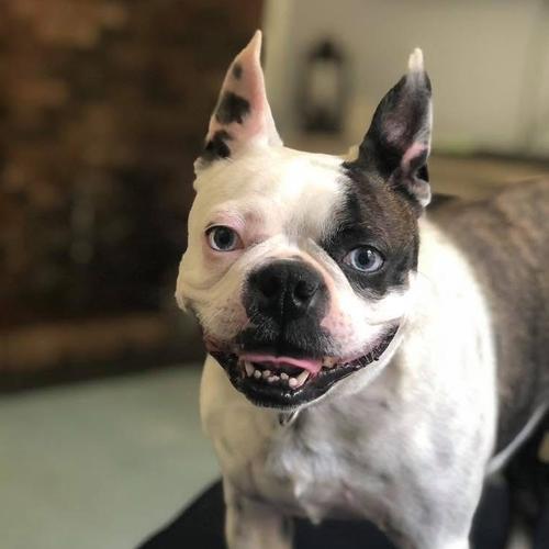 User's pet: Harley