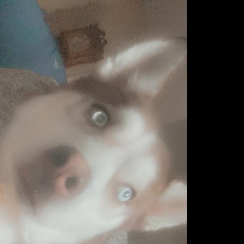 User's pet: Beau