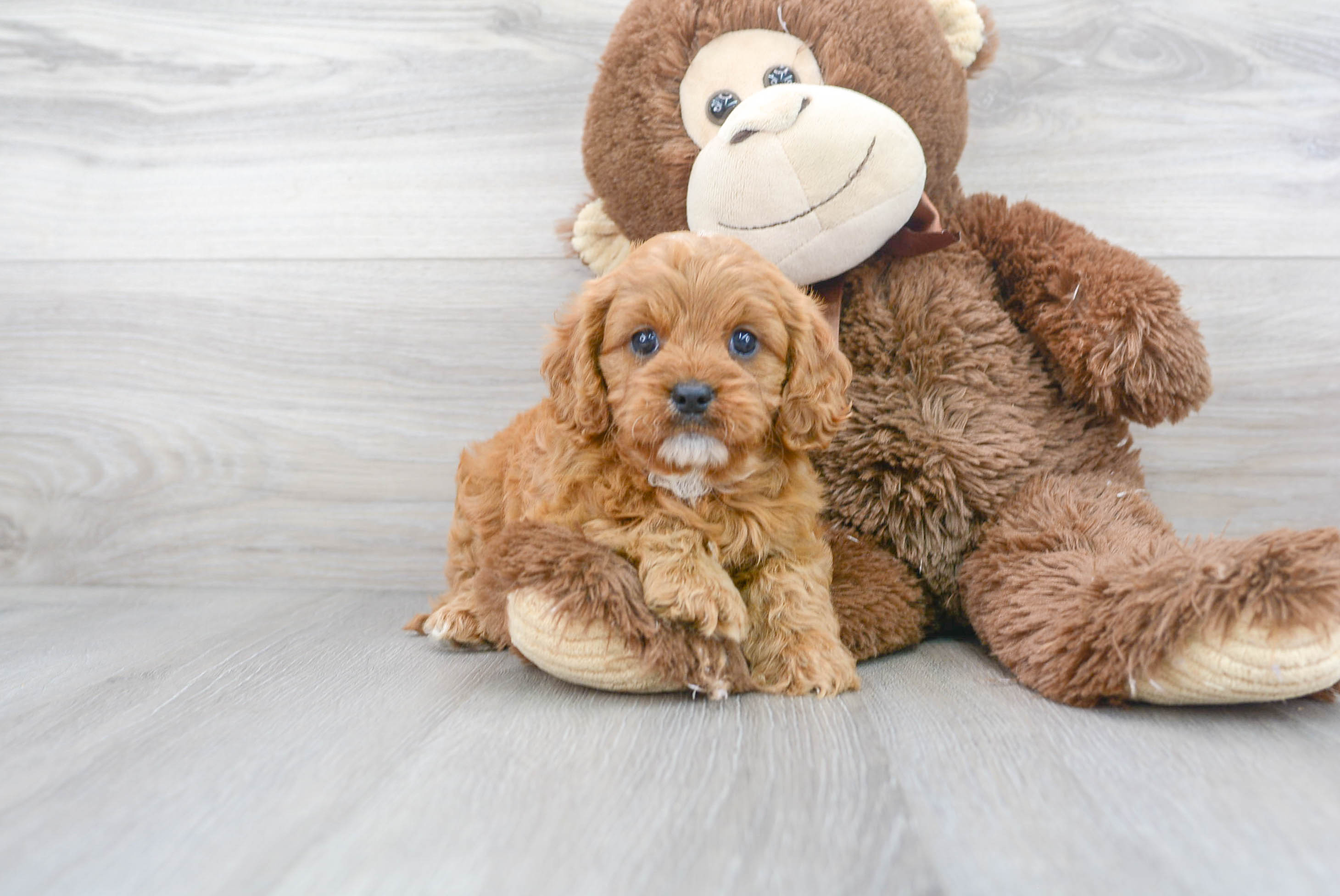 User's pet: Lucy