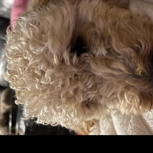 User's pet: Paisley