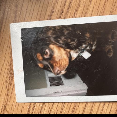 User's pet: MARISSA EUELL