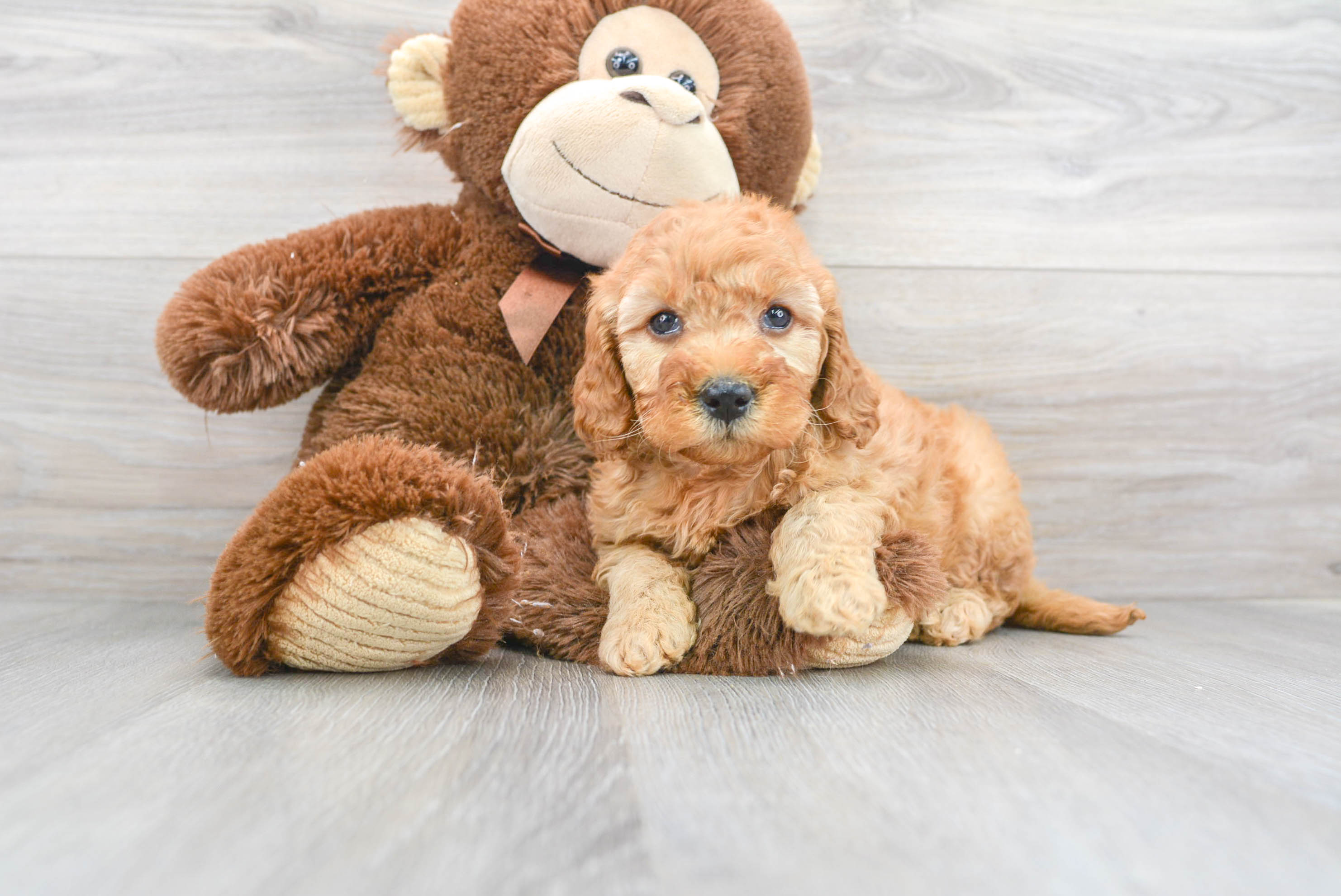 User's pet: Paisley