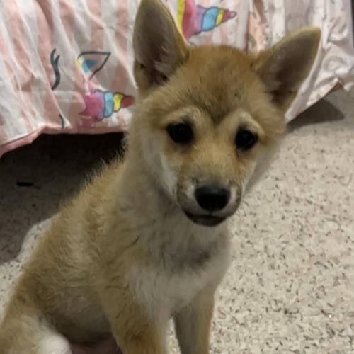 User's pet: Cainy