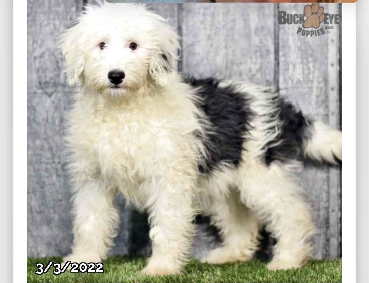 User's pet: Cleopatra