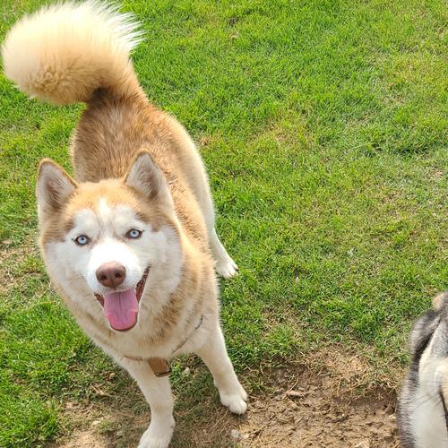 User's pet: Athena